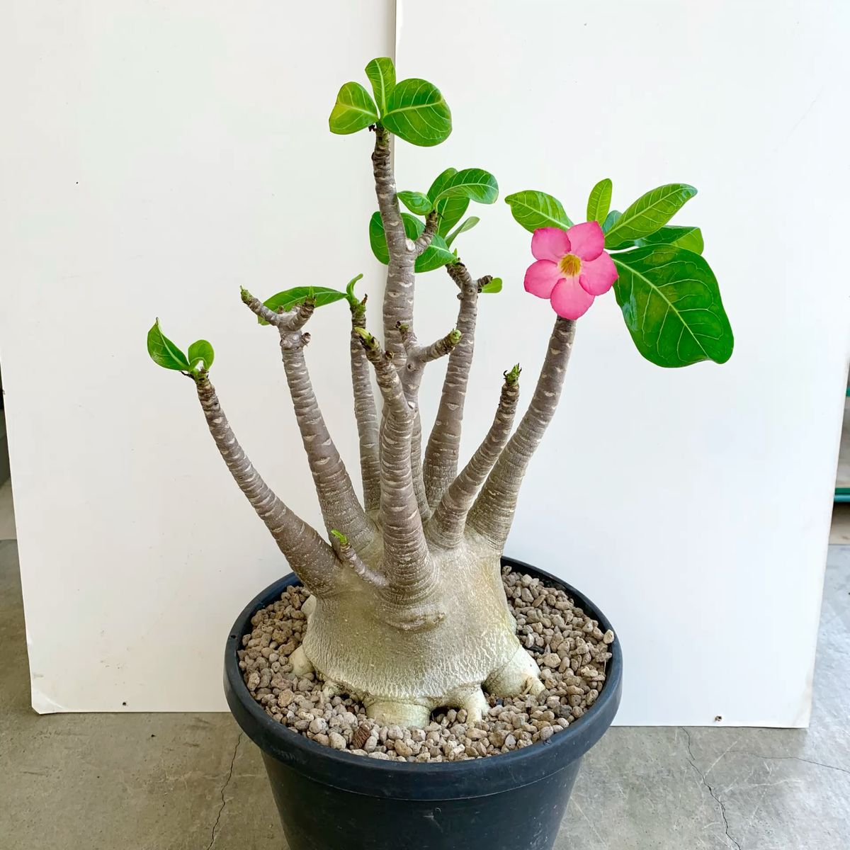 8 Jenis Adenium Paling Populer untuk Koleksi di Rumah