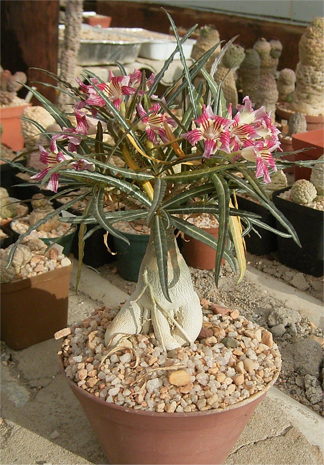 8 Jenis Adenium Paling Populer untuk Koleksi di Rumah