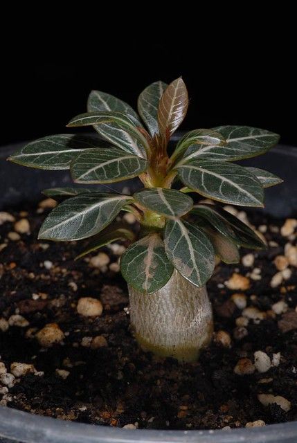 8 Jenis Adenium Paling Populer untuk Koleksi di Rumah