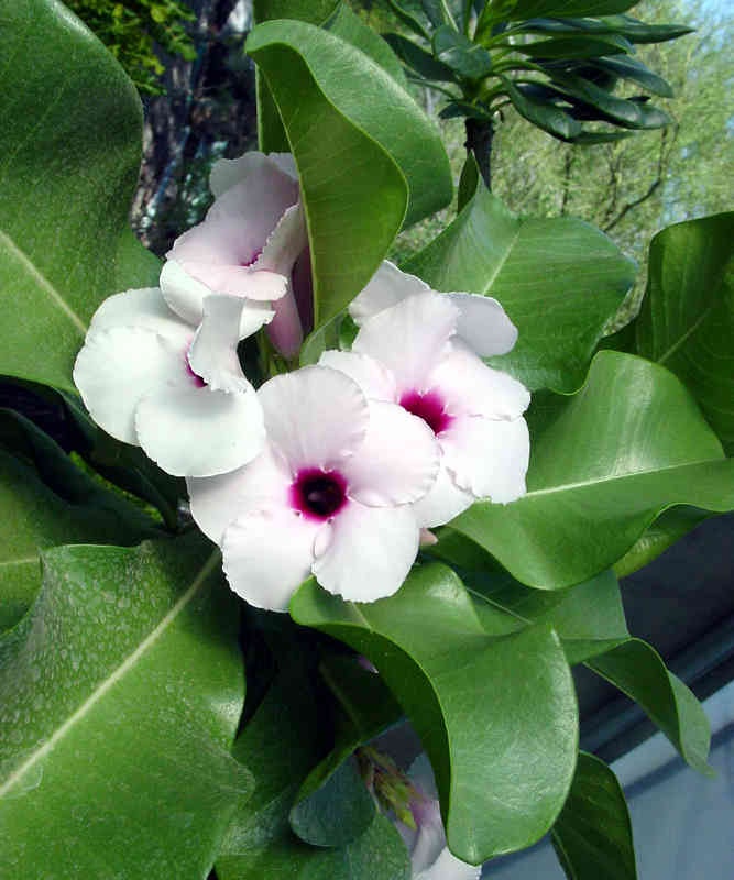 8 Jenis Adenium Paling Populer untuk Koleksi di Rumah