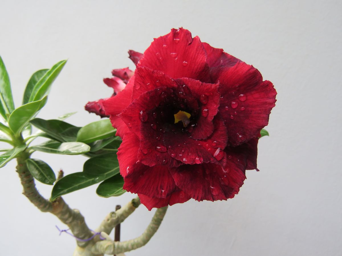 8 Jenis Adenium Paling Populer untuk Koleksi di Rumah