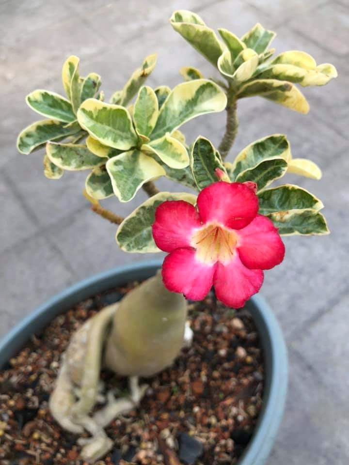 8 Jenis Adenium Paling Populer untuk Koleksi di Rumah