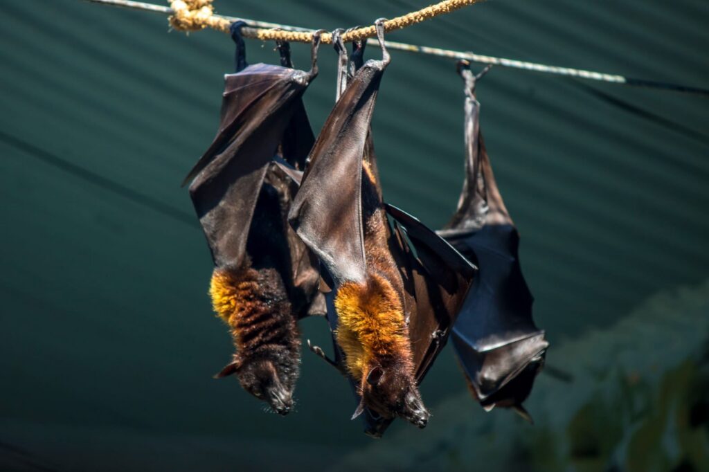 Bagaimana Cara Penularan Virus Nipah Ini Penjelasan dan Langkah Pencegahannya