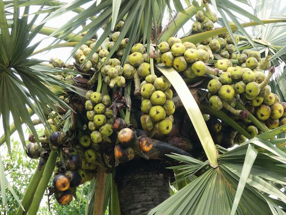 Manfaat Buah Lontar untuk Kesehatan