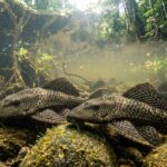 Ikan Sapu-sapu Fakta Unik dan Bahayanya di Indonesia