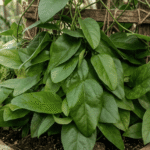 Manfaat Daun Cincau untuk Kesehatan