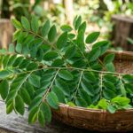 Manfaat Daun Katuk untuk Kesehatan dan Cara Konsumsi