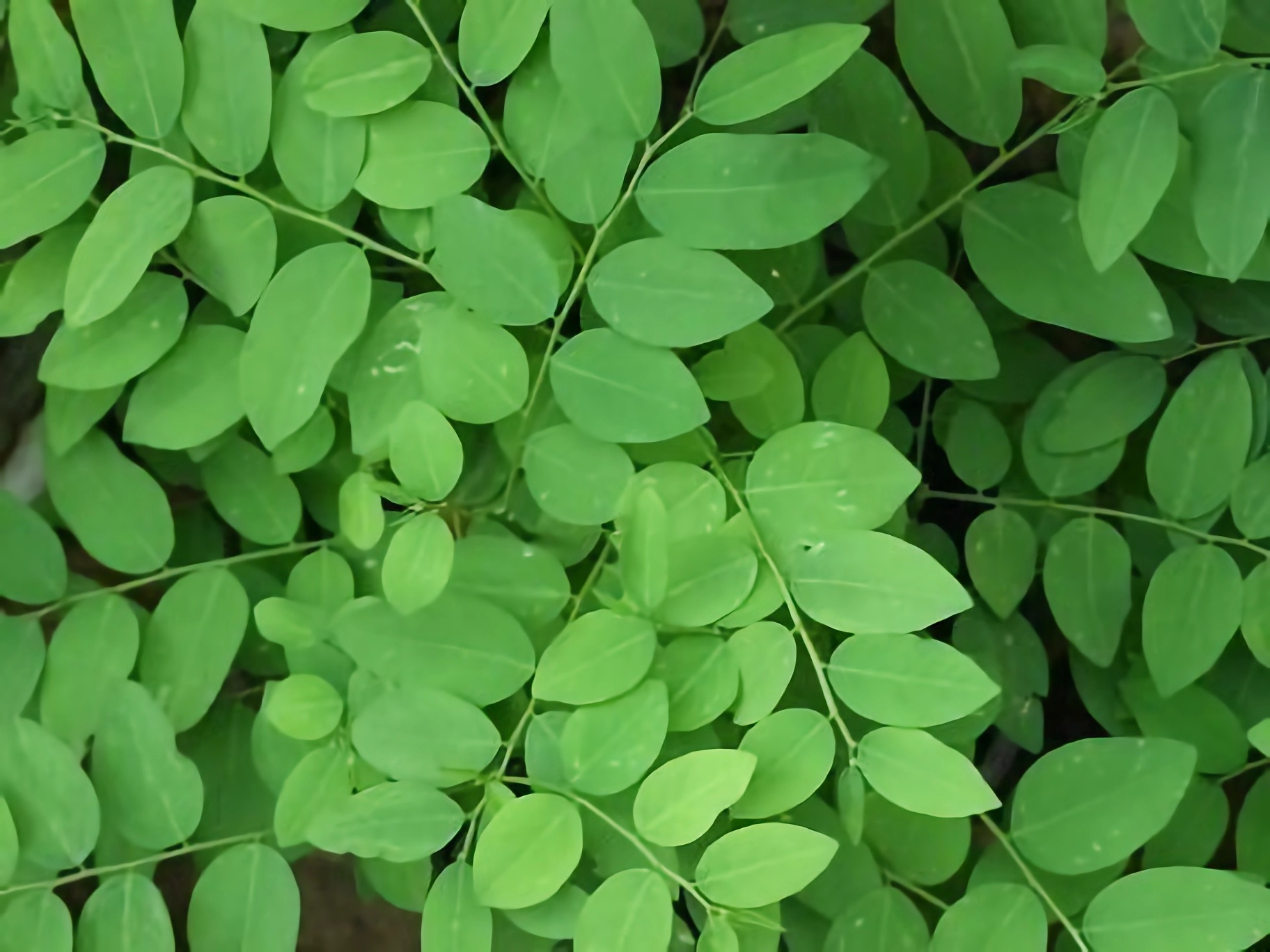 Manfaat Daun Katuk untuk Kesehatan dan Cara Konsumsi