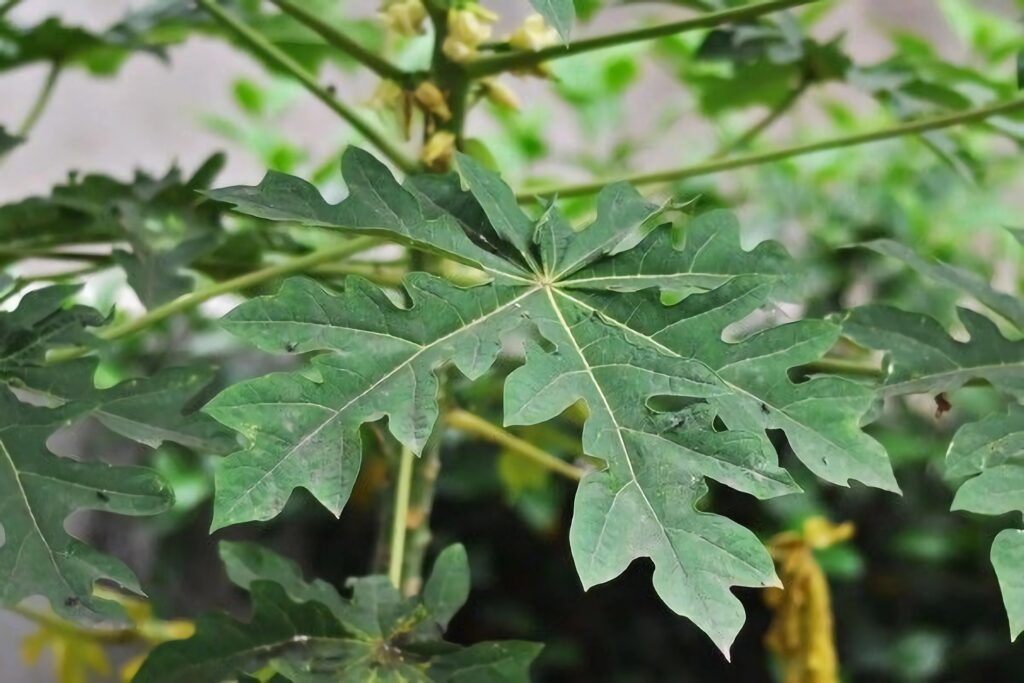 Manfaat Daun Pepaya untuk Kesehatan Tubuh