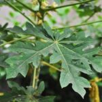 Manfaat Daun Pepaya untuk Kesehatan Tubuh