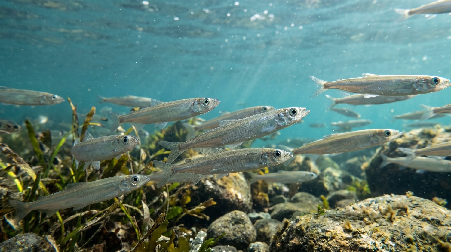 Manfaat Ikan Shisamo (Ikan Cipung) untuk Kesehatan