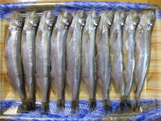 Manfaat Ikan Shisamo (Ikan Cipung) untuk Kesehatan