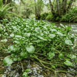 Manfaat Selada Air untuk Kesehatan