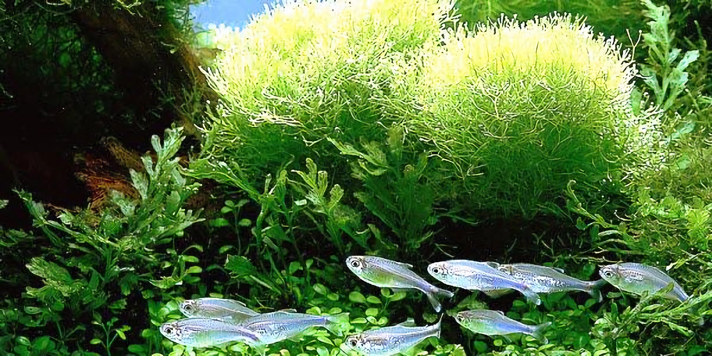 Manfaat Spirulina untuk Kesehatan yang Wajib Kamu Tahu