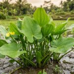 Manfaat Daun Genjer untuk Kesehatan Tubuh