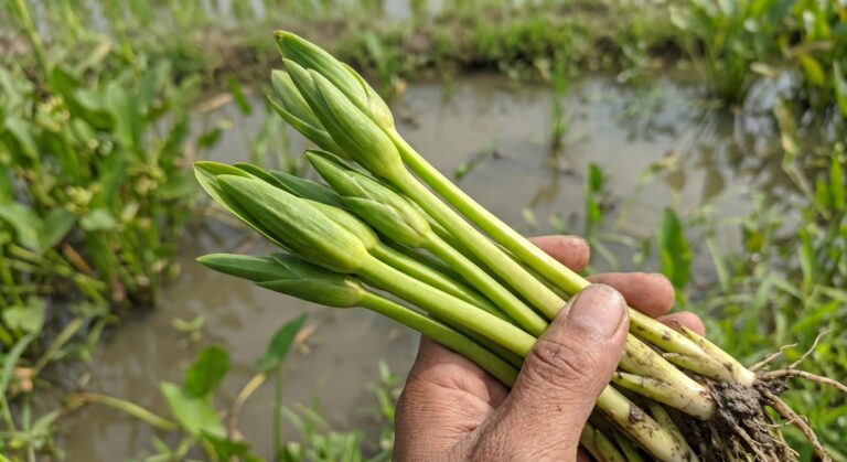 Manfaat Daun Genjer untuk Kesehatan Tubuh - Gen Amikom