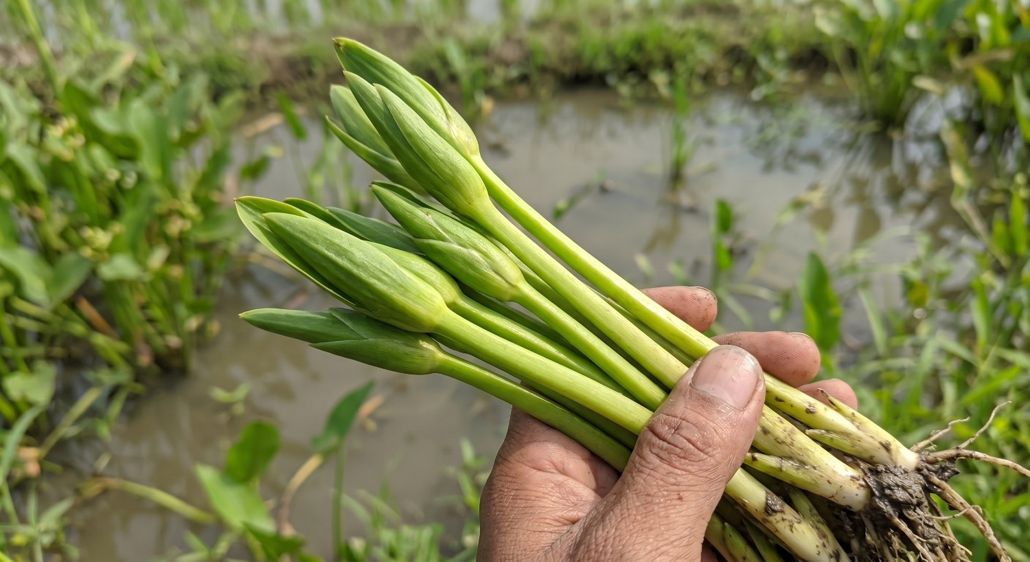 Manfaat Daun Genjer untuk Kesehatan Tubuh