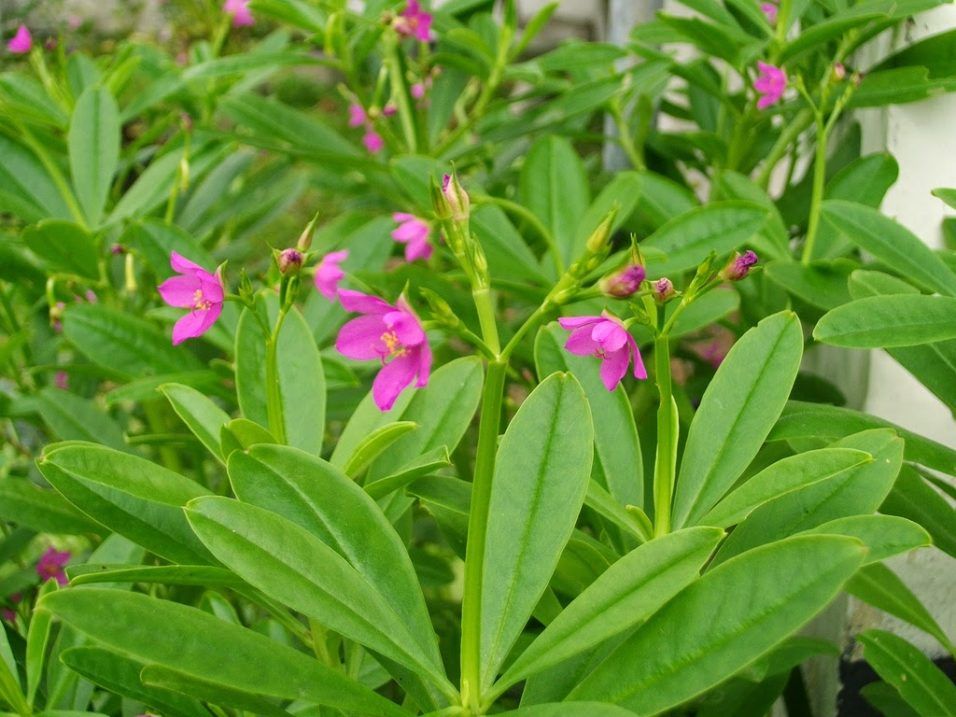 Manfaat Daun Ginseng Jawa untuk Kesehatan Tubuh