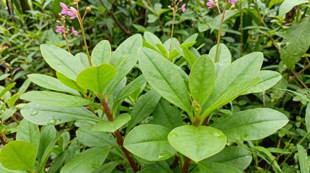 Manfaat Daun Ginseng Jawa untuk Kesehatan Tubuh
