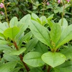 Manfaat Daun Ginseng Jawa untuk Kesehatan Tubuh