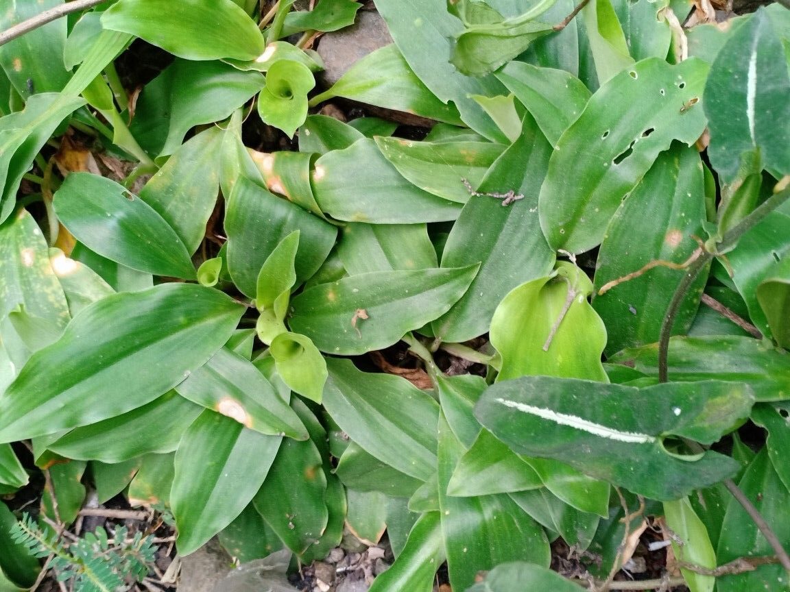 Manfaat Daun Kencur untuk Kesehatan Tubuh