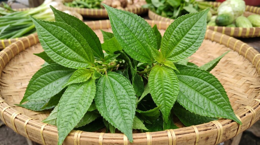 Manfaat Daun Pohpohan untuk Kesehatan Tubuh