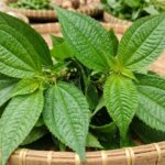 Manfaat Daun Pohpohan untuk Kesehatan Tubuh