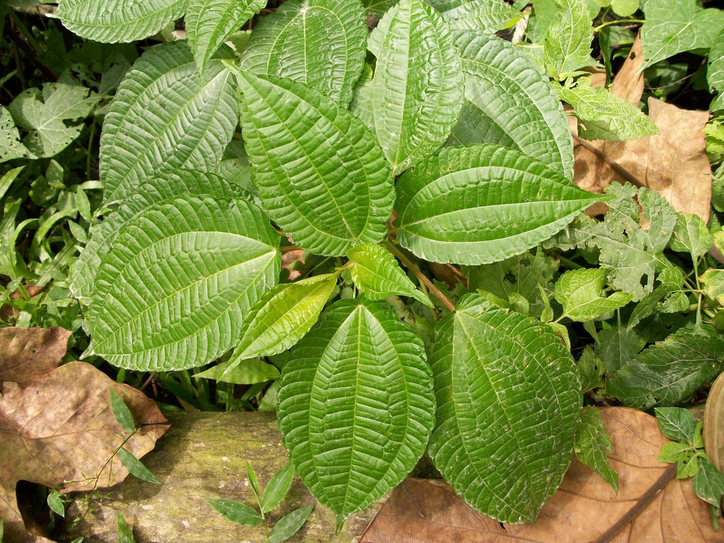 Manfaat Daun Pohpohan untuk Kesehatan Tubuh