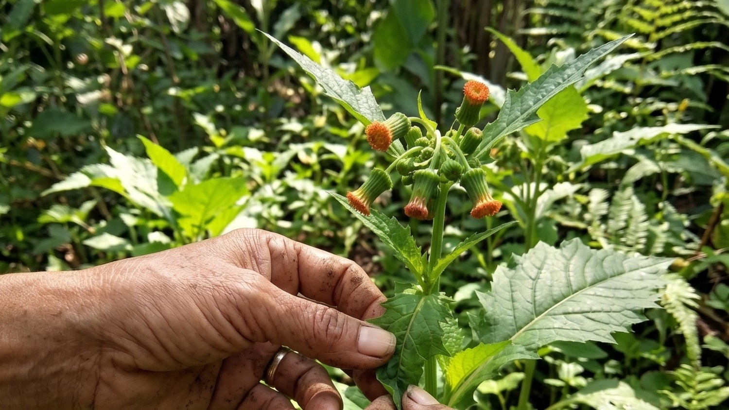 Manfaat Daun Sintrong untuk Kesehatan Tubuh