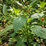 Manfaat Daun Sintrong untuk Kesehatan Tubuh