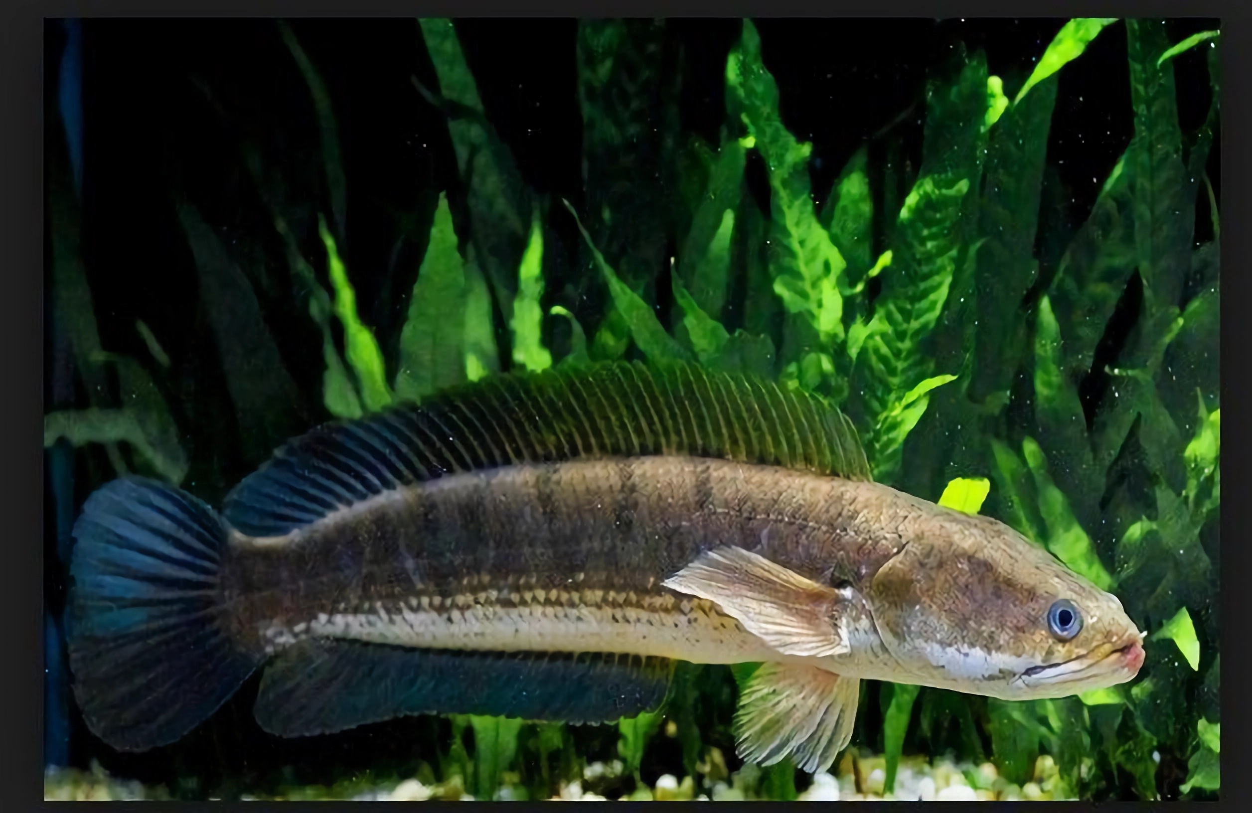 Manfaat Ikan Gabus untuk Kesehatan dan Cara Konsumsi
