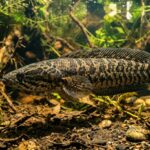 Manfaat Ikan Gabus untuk Kesehatan dan Cara Konsumsi