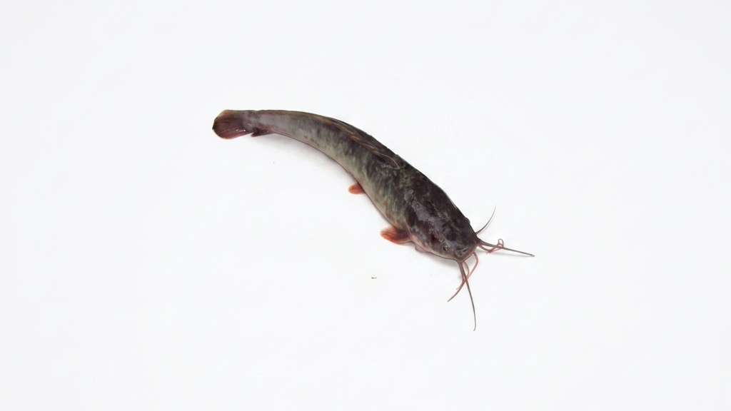 Manfaat Ikan Lele untuk Kesehatan Tubuh