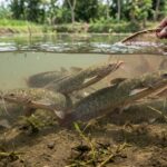 Manfaat Ikan Lele untuk Kesehatan Tubuh