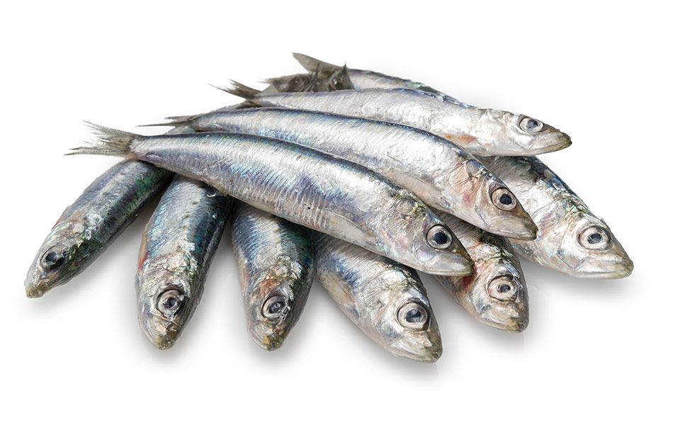 Manfaat Ikan Sarden untuk Kesehatan Tubuh