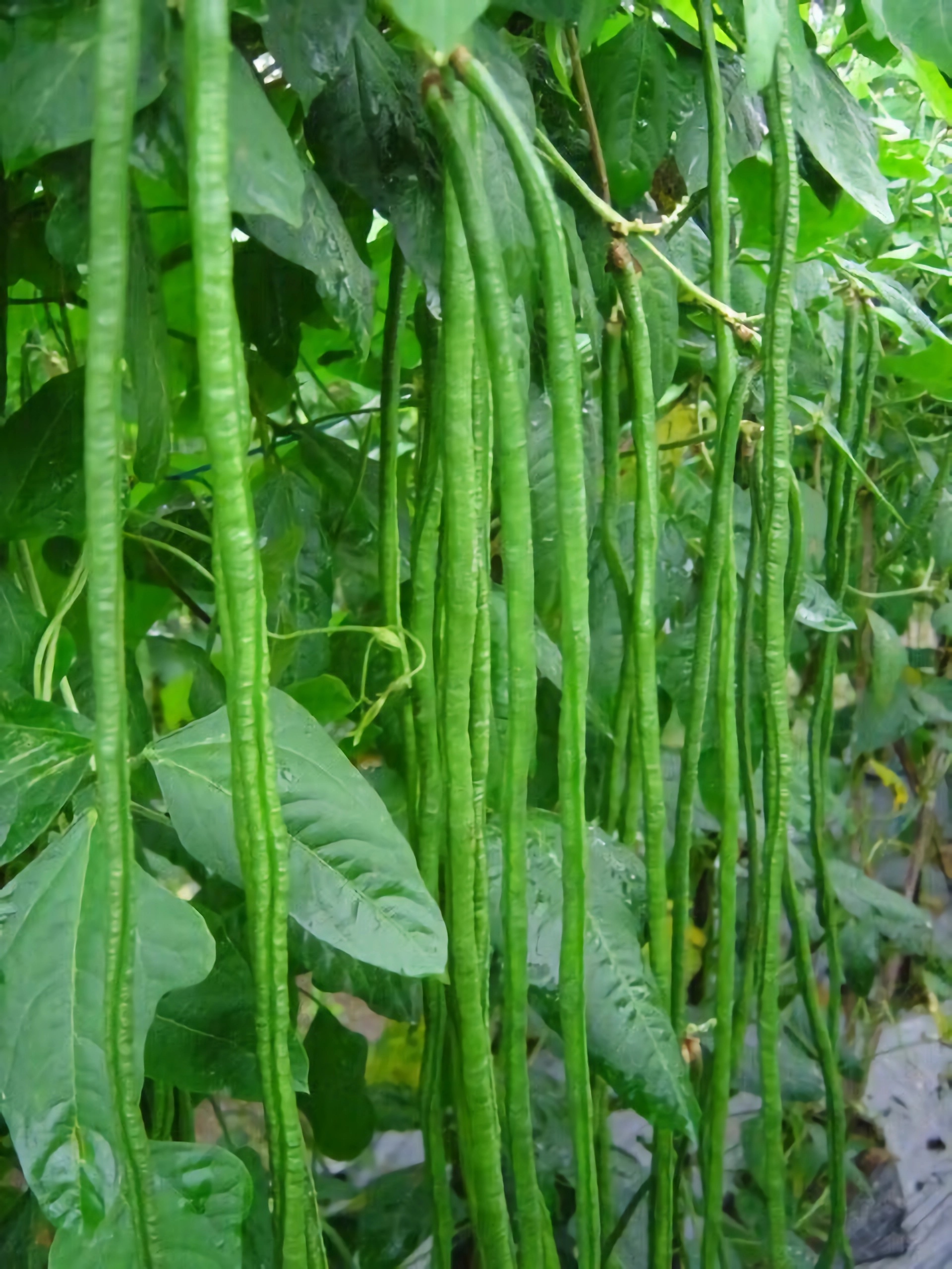 Manfaat Kacang Panjang untuk Kesehatan Tubuh