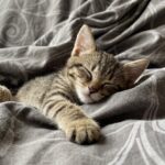 Jangan Abaikan! Ini Tanda-tanda Kucing Mau Mati yang Wajib Diketahui