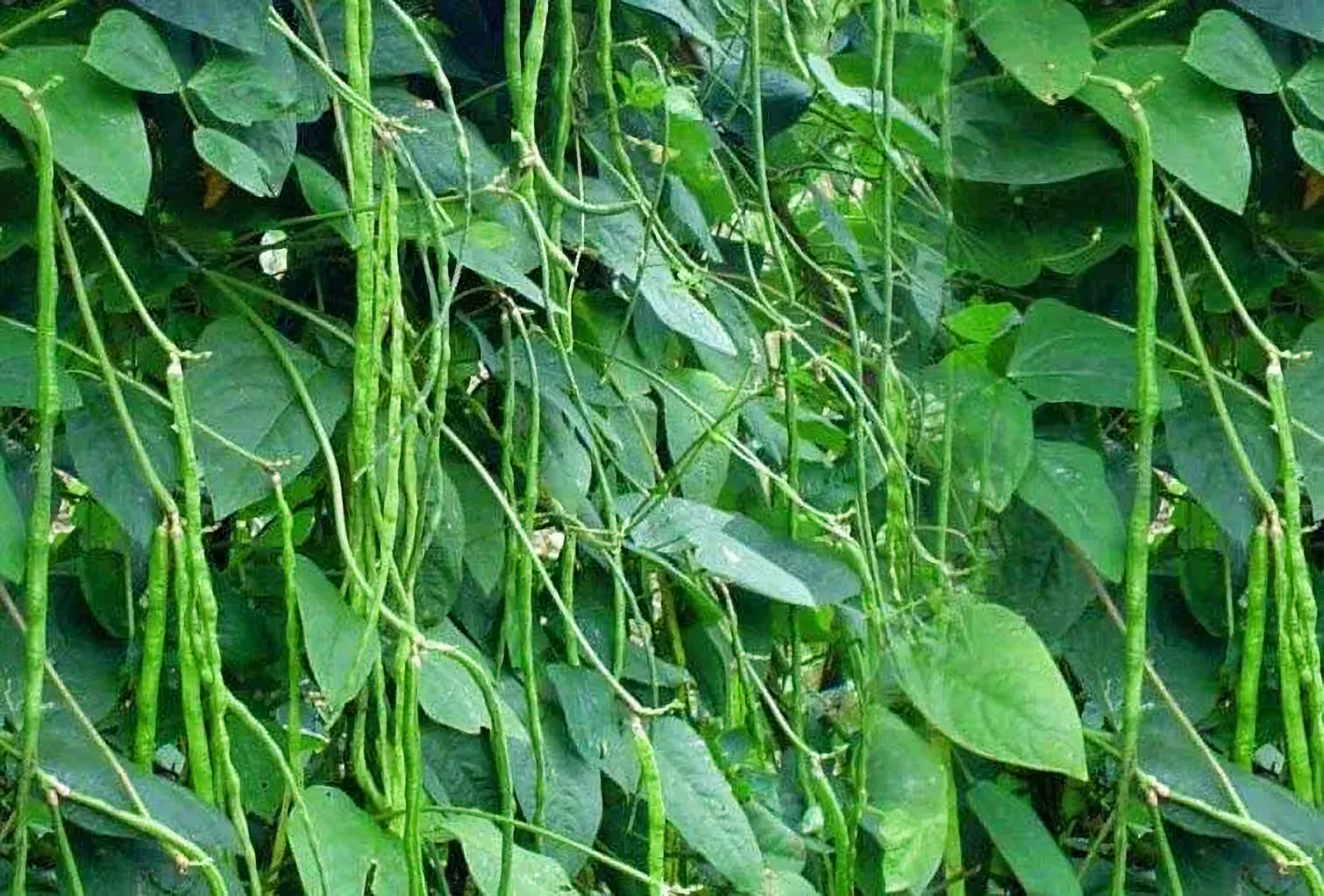 Manfaat Daun Lembayung untuk Kesehatan, Kaya Nutrisi Alami