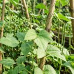Manfaat Daun Lembayung untuk Kesehatan, Kaya Nutrisi Alami
