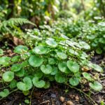Manfaat Daun Pegangan (Centella asiatica) untuk Kesehatan