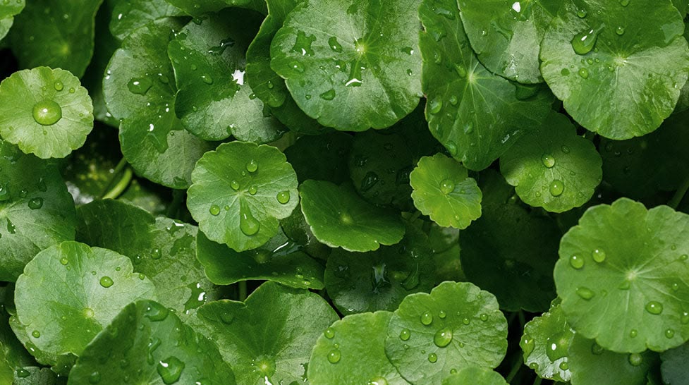 Manfaat Daun Pegangan (Centella asiatica) untuk Kesehatan