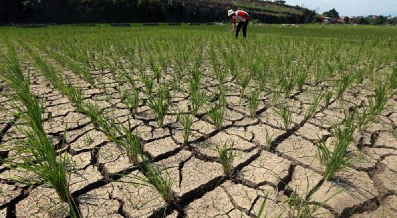 Musim Kemarau 2026 Capai Puncak pada Agustus, Waspadai El Nino!