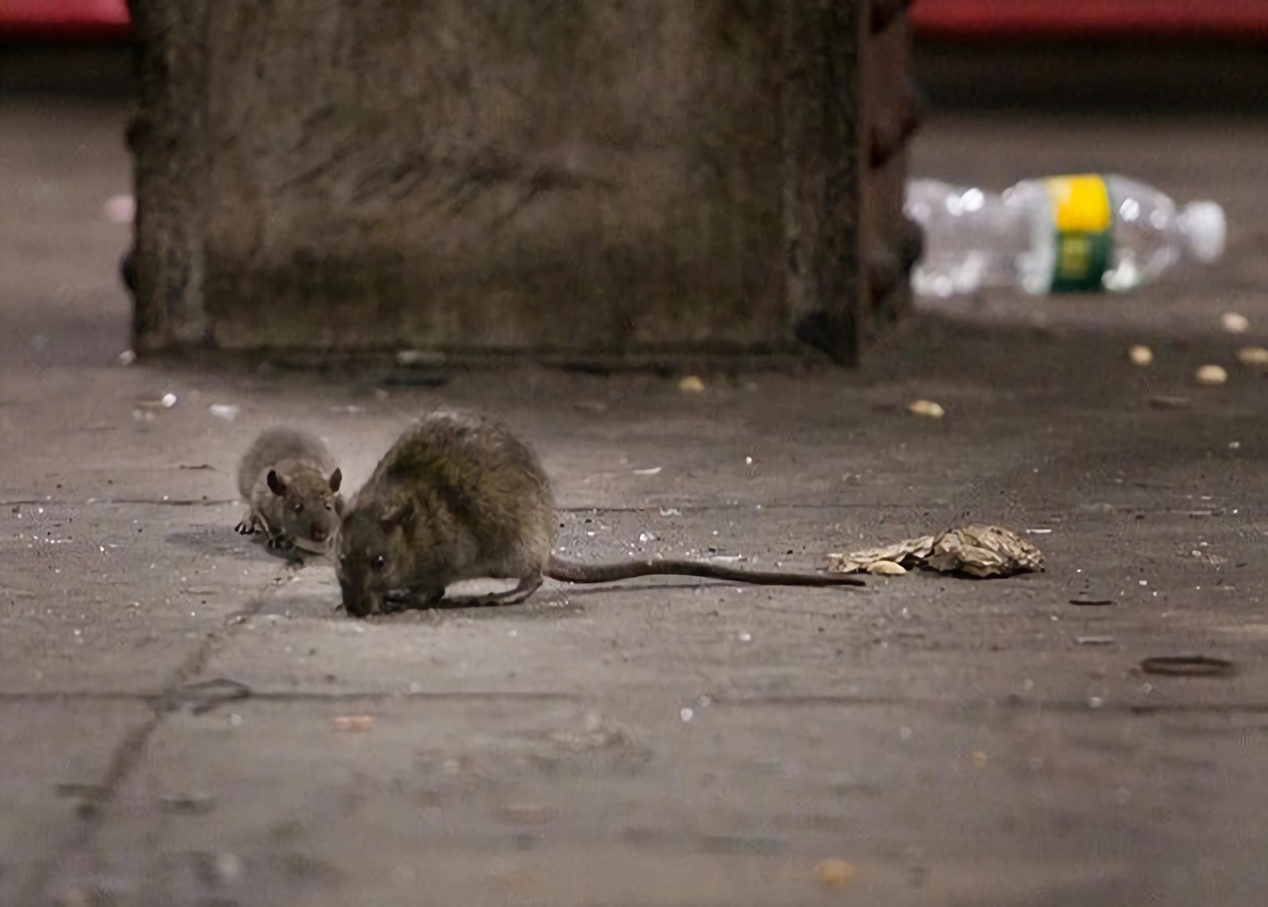 Waspada Hantavirus! Kenali Gejala, Penyebab, dan Pengobatannya