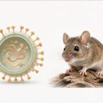 Waspada Hantavirus! Kenali Gejala, Penyebab, dan Pengobatannya