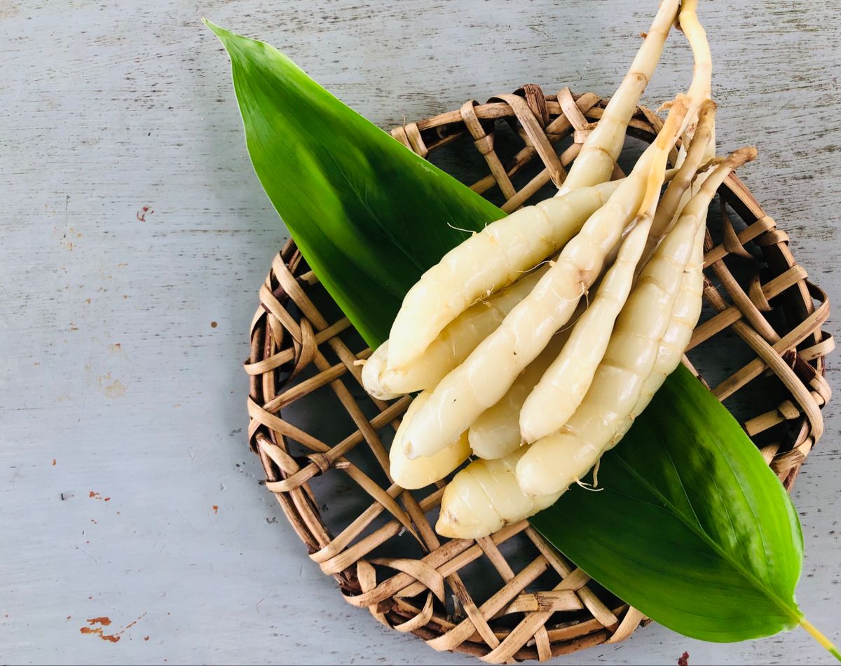 10 Manfaat Umbi Garut yang Baik untuk Kesehatan