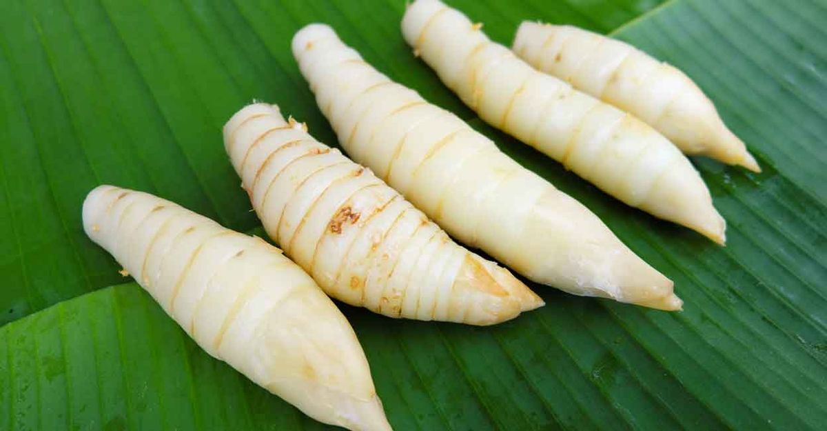 10 Manfaat Umbi Garut yang Baik untuk Kesehatan