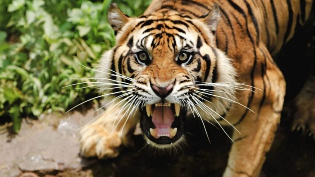 Hari Harimau Sedunia 2026 Sejarah, Makna, Tujuan, dan Cara Memperingatinya