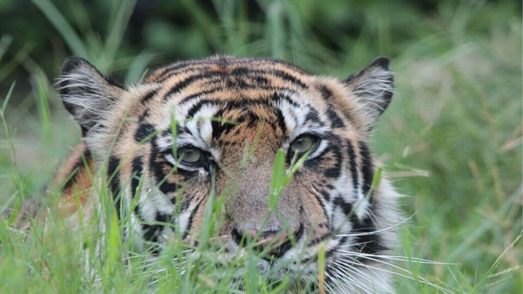 Hari Harimau Sedunia 2026 Sejarah, Makna, Tujuan, dan Cara Memperingatinya