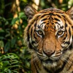 Hari Harimau Sedunia 2026 Sejarah, Makna, Tujuan, dan Cara Memperingatinya