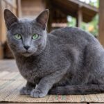 Mengenal Kucing Busok Raas, Ras Asli Indonesia yang Kian Langka